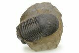 Chocolate-Brown Paralejurus Trilobite Fossil - Atchana, Morocco #275220-4